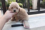 Latte Color Tiny Poodle Puppy - Poodle Dog