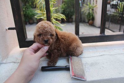 Red Color Female Tiny Poodle Puppy - Poodle Dog