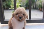 Red Color Female Tiny Poodle Puppy - Poodle Dog