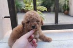 Red Color Female Tiny Poodle Puppy - Poodle Dog