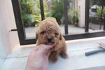 Red Color Female Tiny Poodle Puppy - Poodle Dog