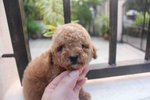 Red Color Female Tiny Poodle Puppy - Poodle Dog