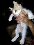 Oyen - American Wirehair + Persian Cat