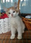 Oyen - American Wirehair + Persian Cat