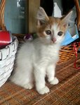 Oyen - American Wirehair + Persian Cat