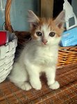 Oyen - American Wirehair + Persian Cat