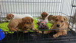 4 Puppies ( 7 Weeks ) - Mixed Breed Dog