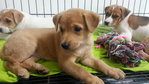 4 Puppies ( 7 Weeks ) - Mixed Breed Dog