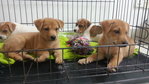 4 Puppies ( 7 Weeks ) - Mixed Breed Dog