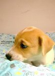 4 Puppies ( 7 Weeks ) - Mixed Breed Dog