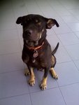 Jerry - Mixed Breed Dog