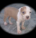 Pit Bull Puppy - Pit Bull Terrier Dog