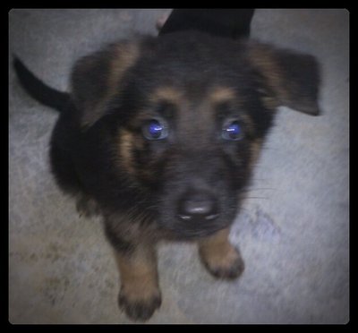 Gsd 4 Puppy - German Shepherd Dog Dog