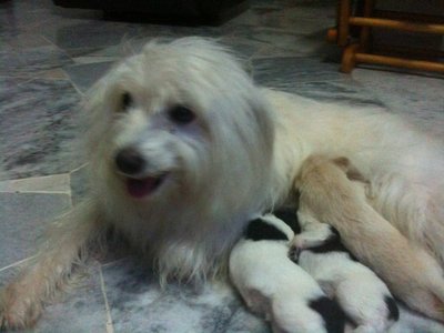 Puppies - Terrier + Shih Tzu Dog