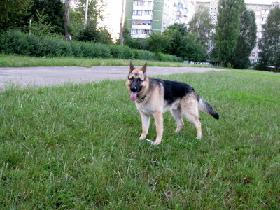 Rommy - German Shepherd Dog Dog