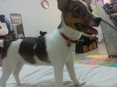 Mango - Jack Russell Terrier Dog