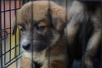 Miar Rescued Ones - Mixed Breed Dog