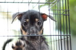 Miar Rescued Ones - Mixed Breed Dog