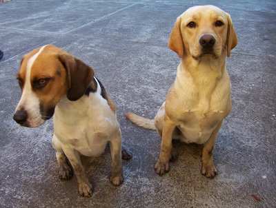 Tank &amp; Zorro (Urgent Adoption!) - Labrador Retriever + Harrier Dog