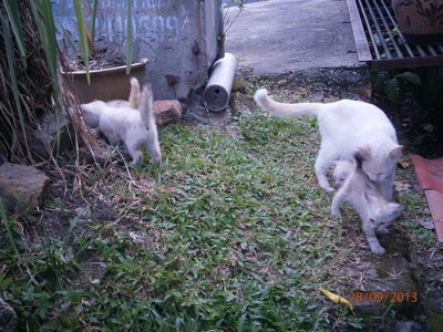 Snowee And 5 Kittens - Domestic Short Hair Cat