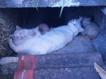 Snowee And 5 Kittens - Domestic Short Hair Cat