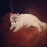 Hugo@anyot - Persian + Maine Coon Cat