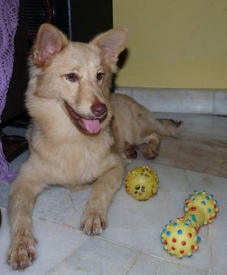 Foxy - Mixed Breed Dog