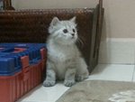 Female Persian Kitten (Cikki) - Persian Cat