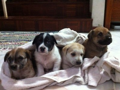 Puppies - Mixed Breed Dog