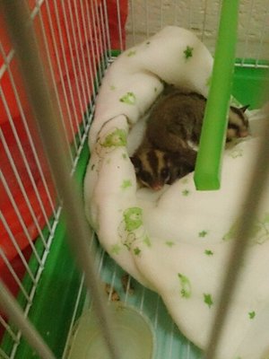 Momo&amp;tuti - Sugar Glider Small & Furry