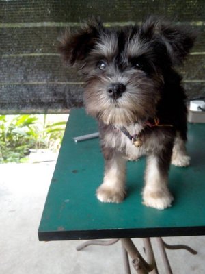 Schnauzer /shih Tzu Mix Pomerian  - Shih Tzu + Pomeranian Dog