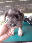 RM650 Schnauzer