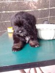 Shih Tzu mix pomerian  rm700