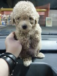 Tiny Toy Poodle - Poodle Dog