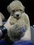 Tiny Toy Poodle - Poodle Dog