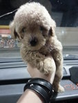 Tiny Toy Poodle - Poodle Dog