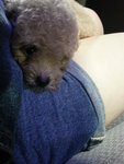 Tiny Toy Poodle - Poodle Dog