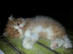 Prince Drogba - Persian Cat