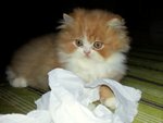 Prince Drogba - Persian Cat