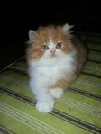 Prince Drogba - Persian Cat