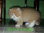 Prince Drogba - Persian Cat