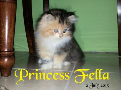 Princess Fella - Persian Cat