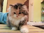 Princess Fella - Persian Cat