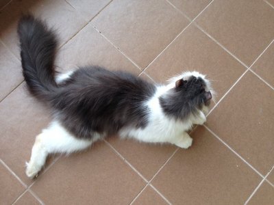 PF49393 - Domestic Long Hair Cat