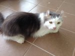 PF49393 - Domestic Long Hair Cat