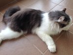 PF49393 - Domestic Long Hair Cat