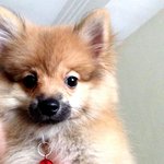 Orange Pomeranian  - Pomeranian Dog