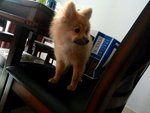 Orange Pomeranian  - Pomeranian Dog