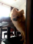 Orange Pomeranian  - Pomeranian Dog