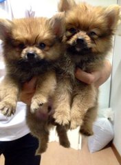 Orange Pomeranian  - Pomeranian Dog